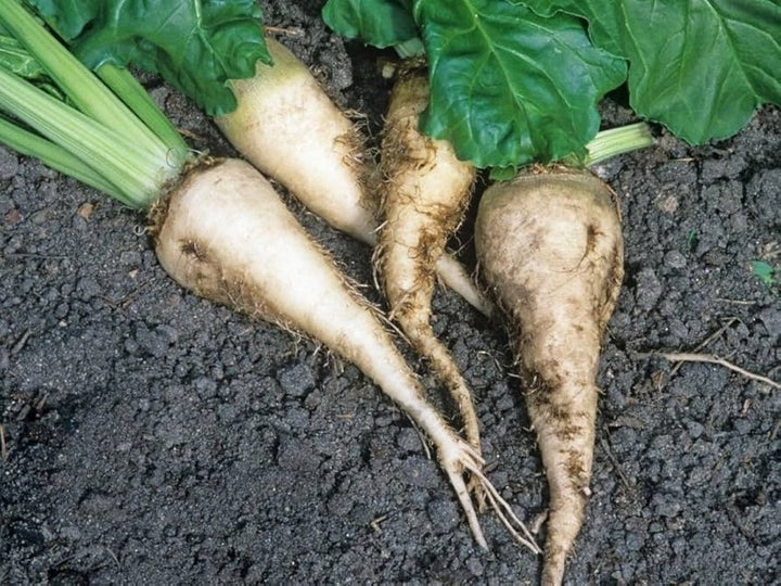 White Sugar Beet Vegetable Seeds for Planting – Heirloom & Non-GMO Seeds for Juicing & Cooking