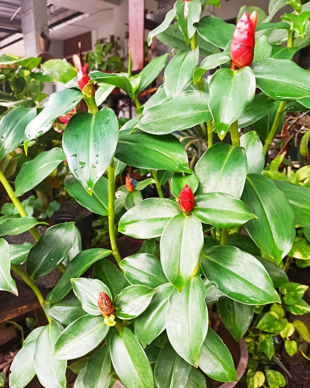 Flower Seeds, Seeds,Seeds For Planting,Plant Seeds