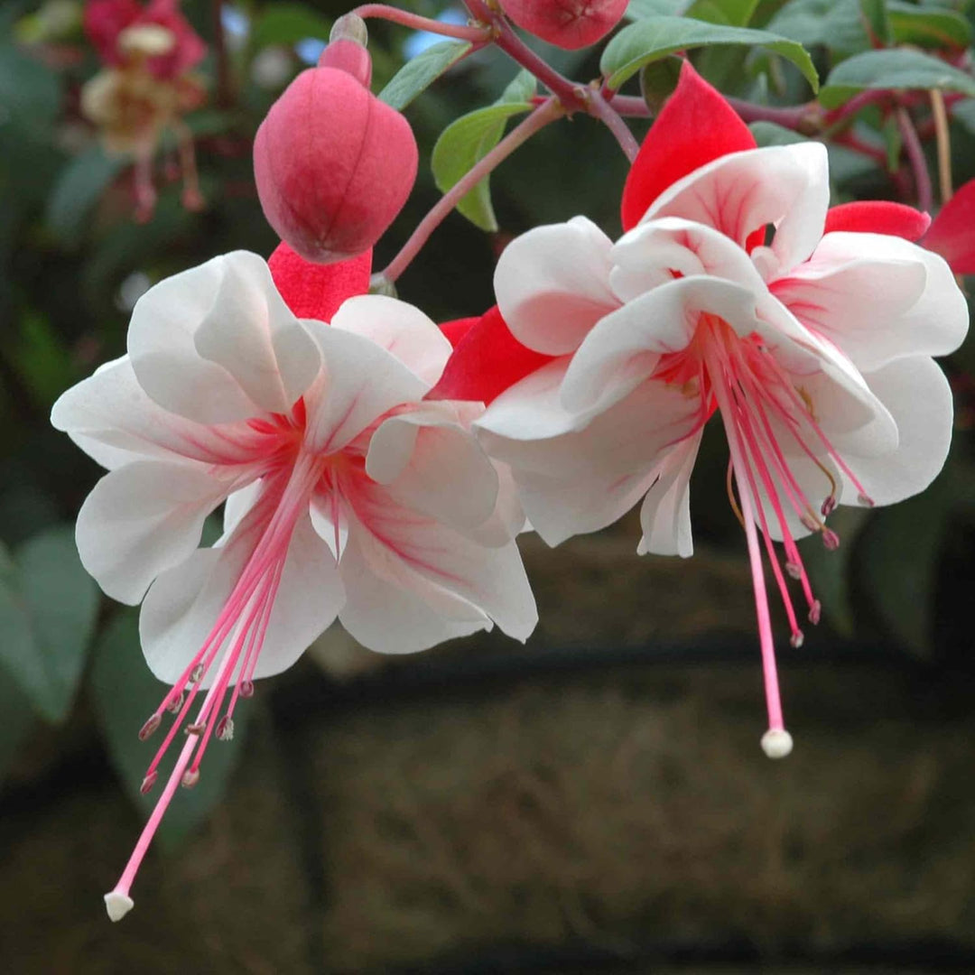 Flower Seeds, Seeds,Seeds For Planting,Plant Seeds