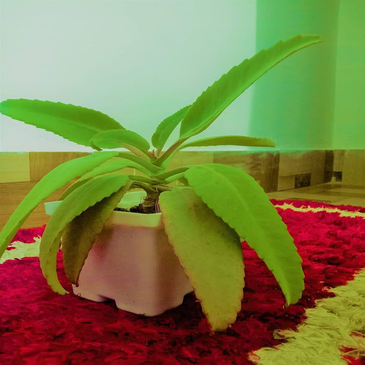 Kalanchoe Gastonis Flower Seeds – Heirloom, Non-GMO, High Germination Organic Garden Seeds