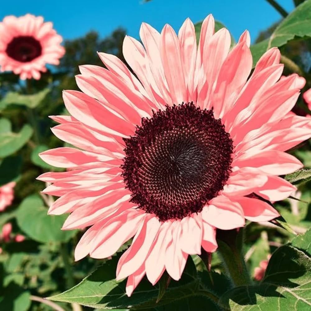 Pink Sunflower Seeds for Planting – Heirloom, Non-GMO, High Germination Organic Garden Seeds