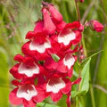 Red Penstemon Hartwegii Flower Seeds for Planting – Heirloom, Non-GMO, High Germination Organic Garden Seeds