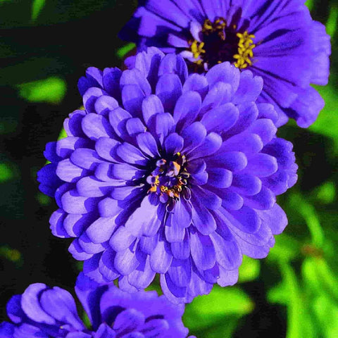 Flower Seeds, Seeds,Seeds For Planting,Plant Seeds