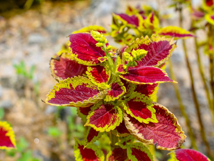 Red Yellow Coleus Flower Seeds for Planting – Cottage Garden Essential, Heirloom, Non-GMO
