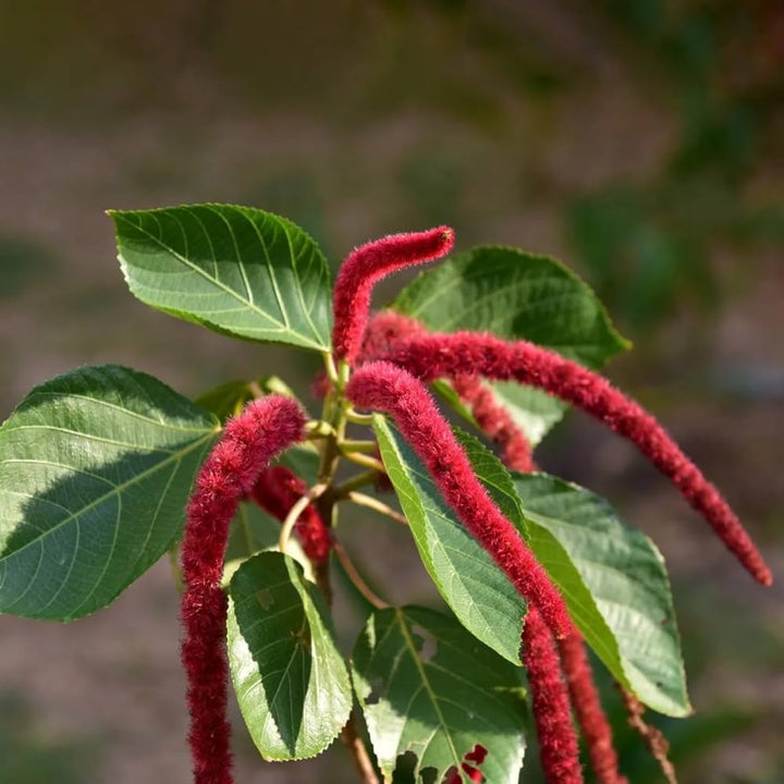 Acalypha Flower Seeds for Planting – Heirloom, Non-GMO, High Germination Organic Garden Seeds