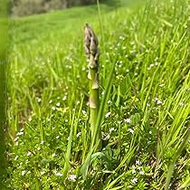 Green Wild Asparagus Vegetable Seeds for Planting – Heirloom & Non-GMO Garden Seeds