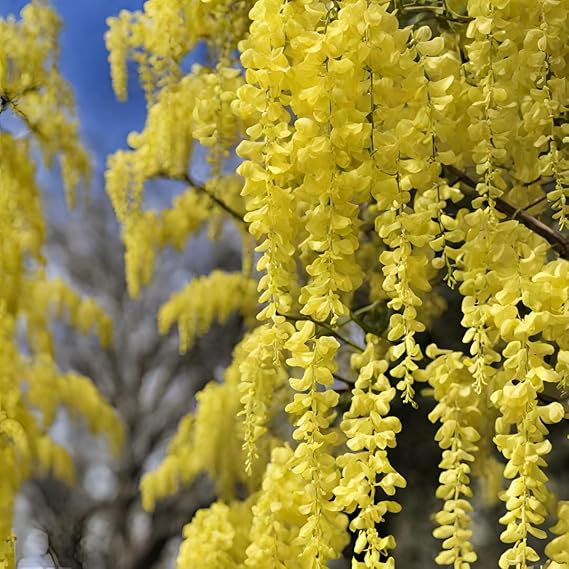 Yellow Wisteria Flower Seeds for Planting – Heirloom, Non-GMO, Organic Garden Seeds