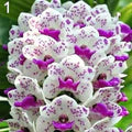 Purple & White Cymbidium Orchid Seeds for Planting – Heirloom, Non-GMO Long-Bloom Organic Garden Seeds