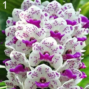 Flower Seeds, Seeds,Seeds For Planting,Plant Seeds