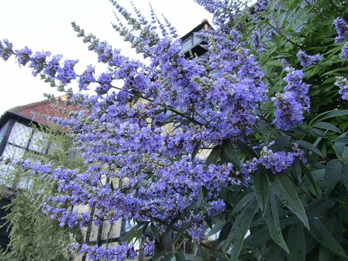 Purple Vitex Angus Castus Flower Seeds for Planting | Heirloom Non-GMO High Germination