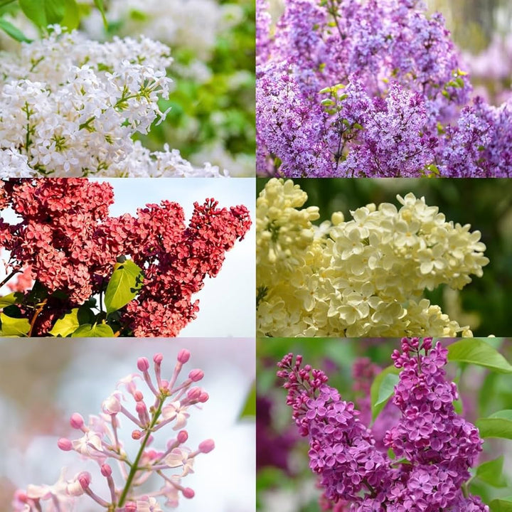 Mixed Lilac Seeds for Planting – Heirloom, Non-GMO Flower Seeds for Vibrant Garden Blooms