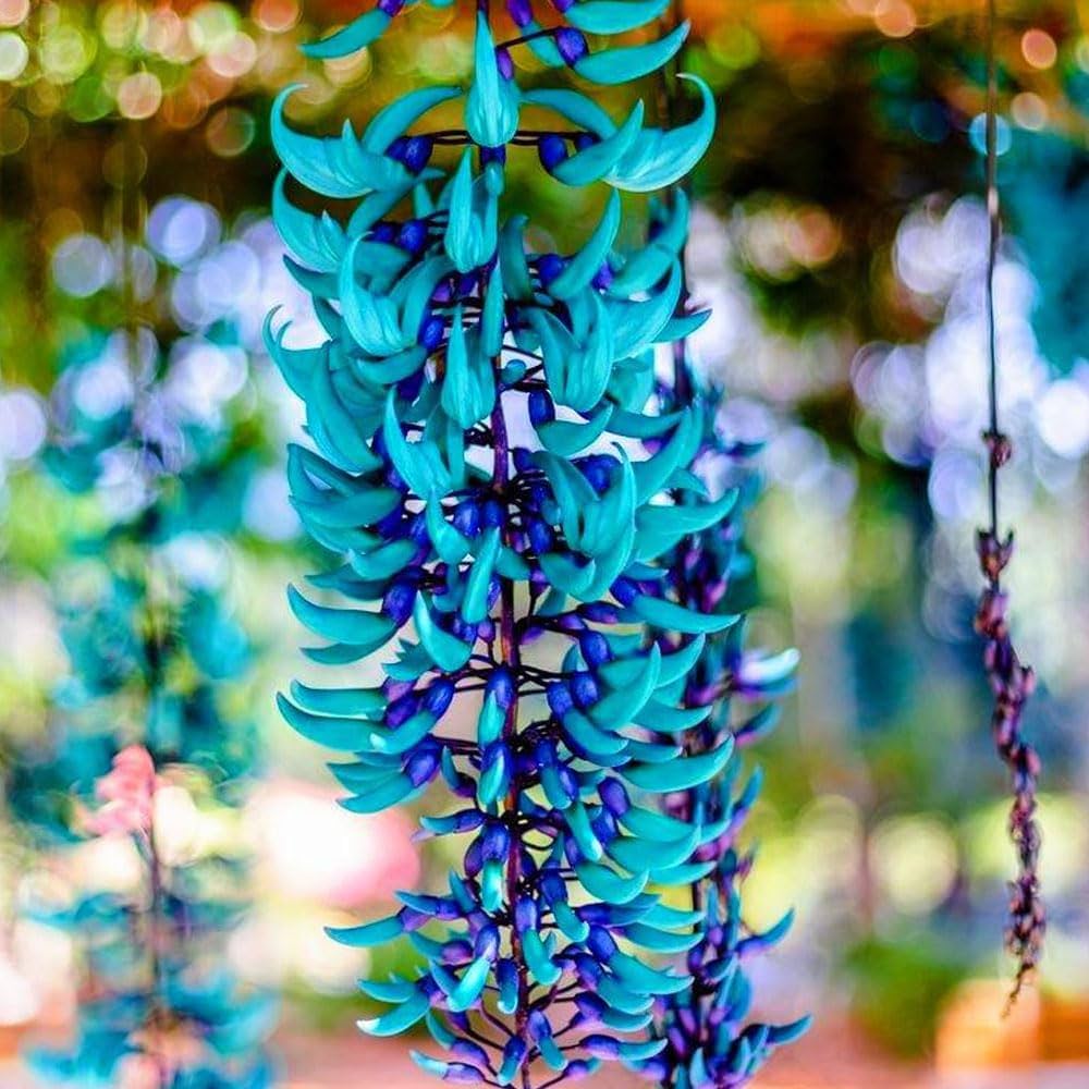 Jade Green Flower Seeds for Planting – Heirloom, Non-GMO, High Germination Organic Garden Seeds