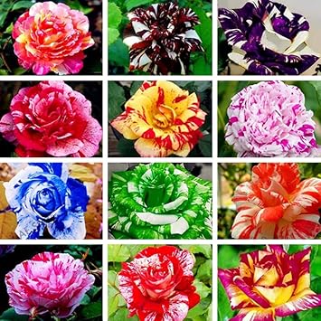 Flower Seeds, Seeds,Seeds For Planting,Plant Seeds