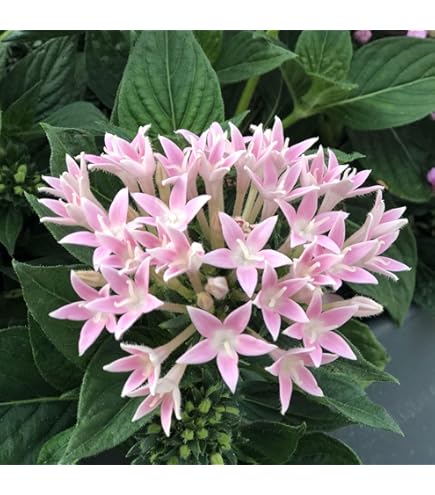 Light Pink Lanceolata Flower Seeds for Planting – Heirloom, Non-GMO, High Germination Garden Seeds
