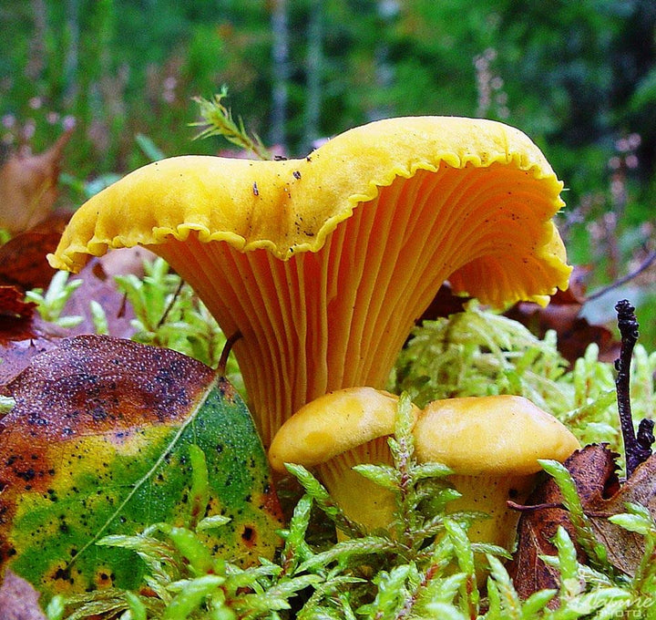 Chanterelle Mushroom Spores for Planting – Heirloom, Non-GMO, Gourmet Edible Fungi – High Germination