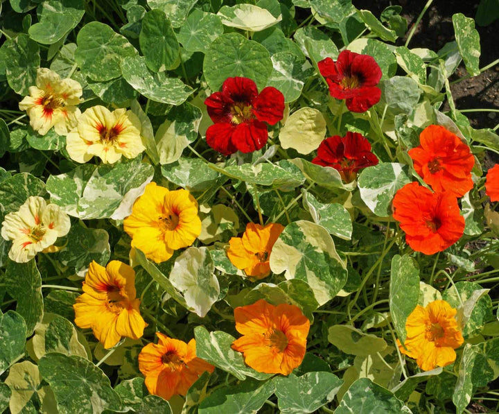 Orange Tropaeolum Majus Flower Seeds - Heirloom, Non-GMO, Drought Tolerant, Organic Garden Seeds