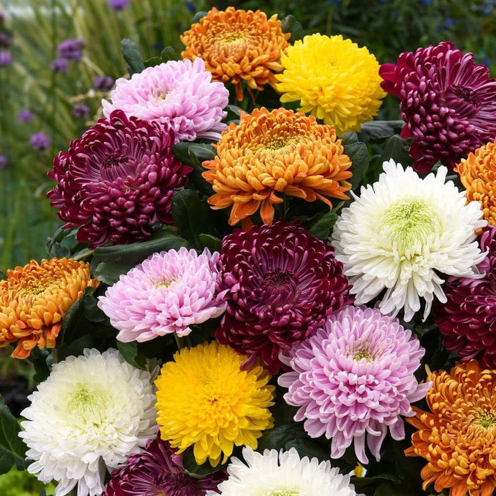 Chrysanthemum Flower seeds for Planting - Pollinator Friendly, Heirloom & GMO Free Seeds for Home Garden Non-GMO