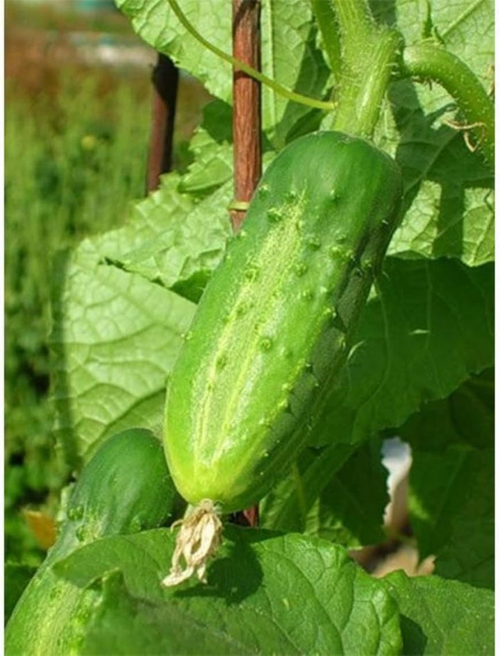 Cucumber Vegetable Seeds for Planting – Heirloom, Non-GMO, Refreshing Organic Garden Seeds – High Germination, Summer Favorite
