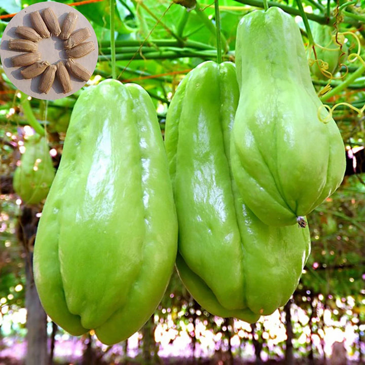 Chayote Vegetable Seeds for Planting – Heirloom Non-GMO Organic Garden Seeds with High Germination