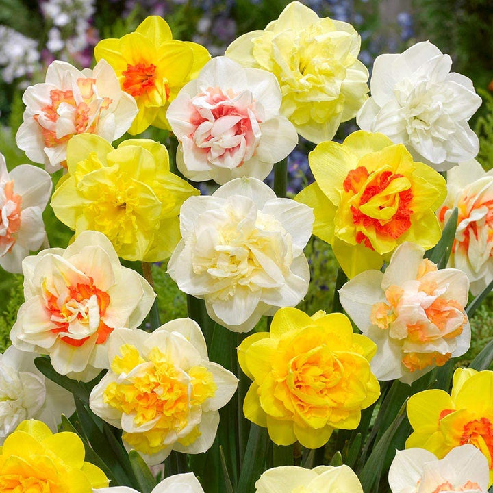 Mixed Colour Double Petal Pink Daffodil Seeds for Planting – Heirloom, Non-GMO, High Germination
