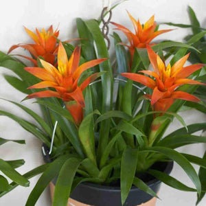 Flower Seeds, Seeds,Seeds For Planting,Plant Seeds