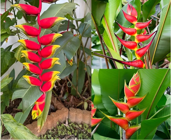 Heliconia Harlingii Flower Seeds for Planting – Heirloom, Non-GMO, High Germination Organic Garden Seeds