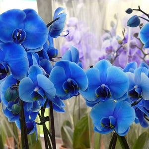 Flower Seeds, Seeds,Seeds For Planting,Plant Seeds