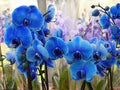 Sky Blue Phalaenopsis Orchid Flower Seeds for Planting – Heirloom, Non-GMO, High Germination Organic Seeds