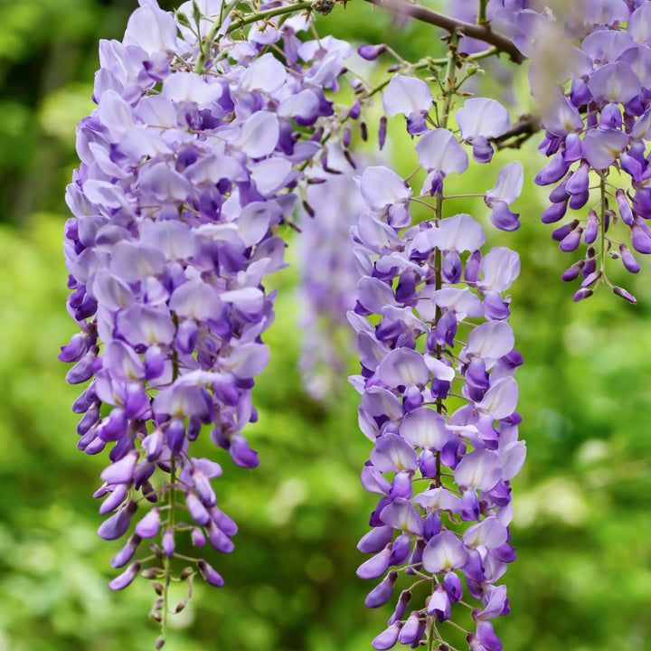 Wisteria Flower Seeds for Planting – Heirloom, Non-GMO, Compact Growth, High Germination Organic Garden Seeds