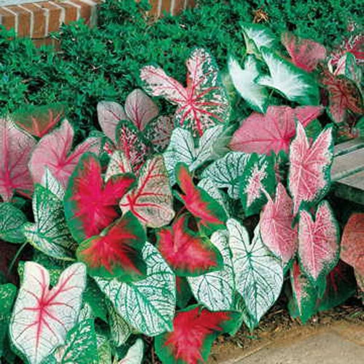 Mixed Caladium Leaf for Planting – Cottage Garden Essential, Heirloom, Non-GMO, High Germination Organic Garden Seeds