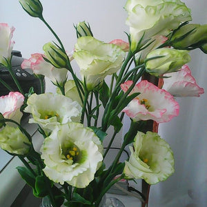 Flower Seeds, Seeds,Seeds For Planting,Plant Seeds
