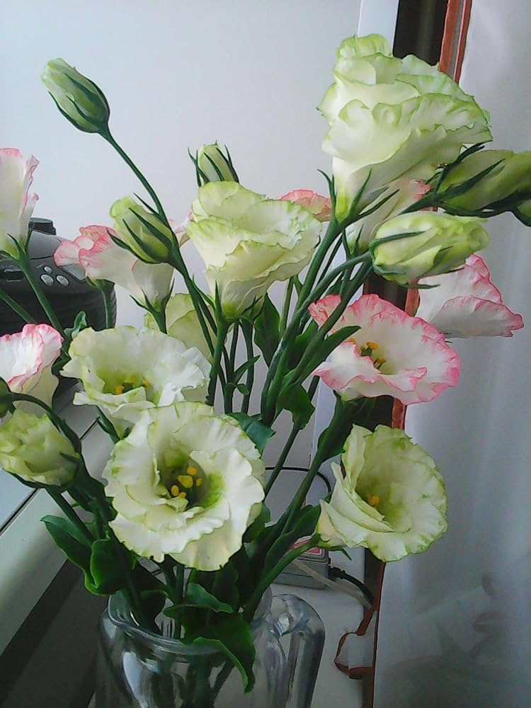 Flower Seeds, Seeds,Seeds For Planting,Plant Seeds