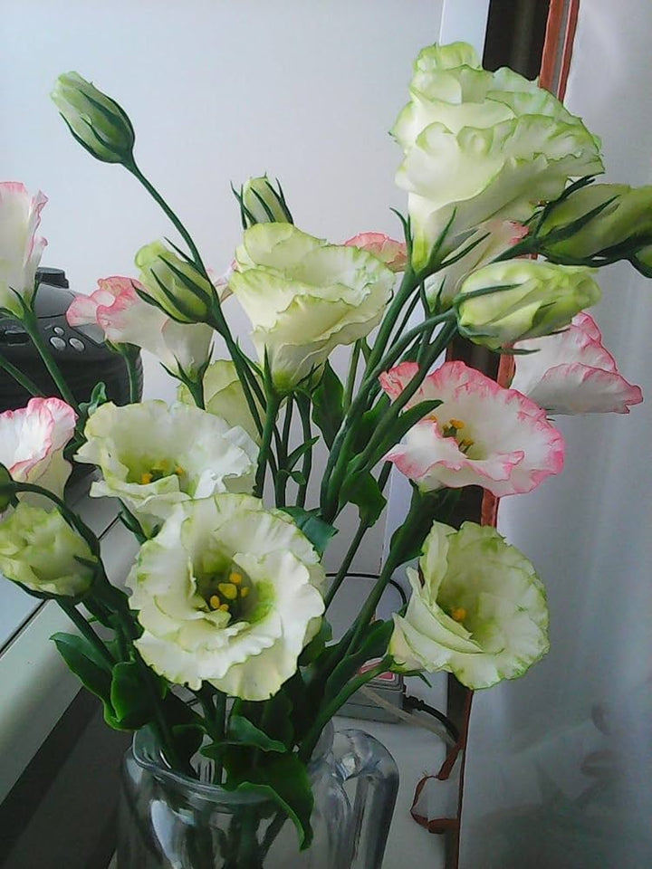 Flower Seeds, Seeds,Seeds For Planting,Plant Seeds