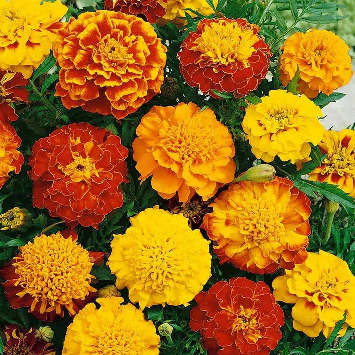 Marigold Flower Seeds for Planting Yellow & Orange – Hardy Variety, Heirloom, Non-GMO, High Germination Organic Garden Seeds