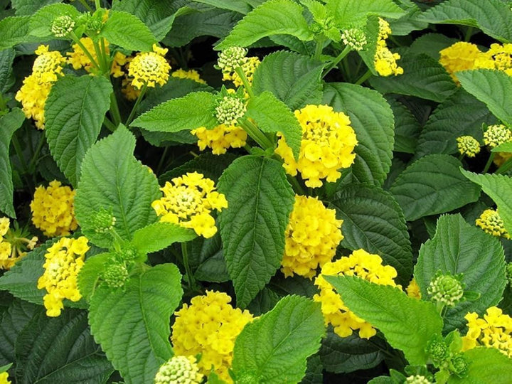Yellow Verbena Didyma Flower Seeds for Planting – Heirloom, Non-GMO, High Germination, Organic Garden Seeds