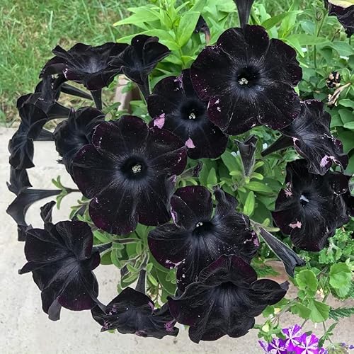 Black Cat Petunia Flower Seeds for Planting – Heirloom, Non-GMO, Sun-Loving Organic Garden Seeds