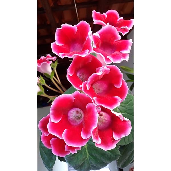 Brazilian Gloxinia Flower Seeds for Planting Red White – Cottage Garden Essential, Heirloom, Non-GMO, High Germination Organic Garden Seeds