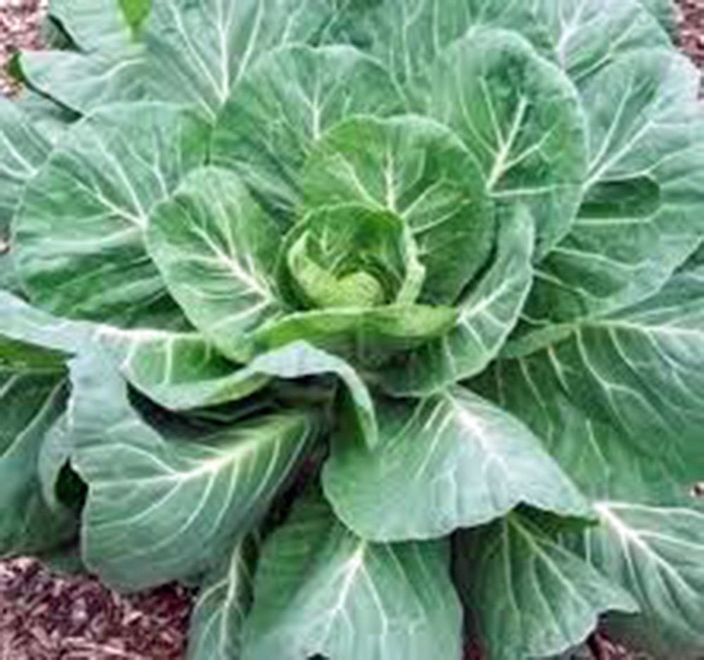 Green Collards Vegetable Seeds for Planting – Heirloom & Non-GMO Leafy Greens for Nutritious Garden Harvests