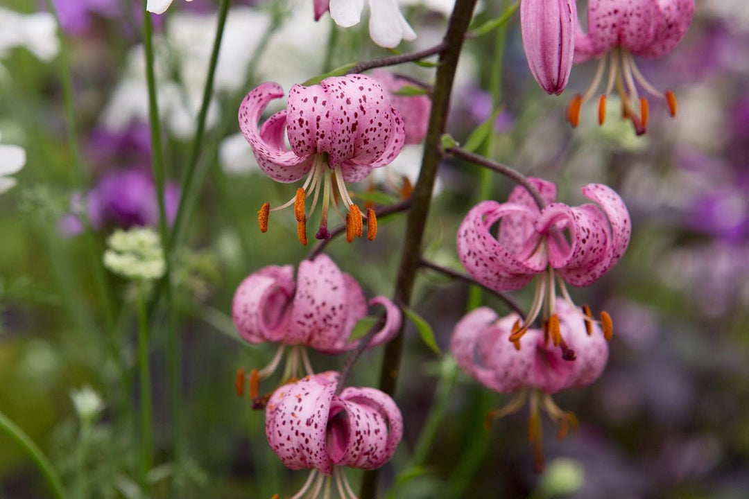 Flower Seeds, Seeds,Seeds For Planting,Plant Seeds