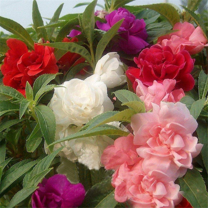 Mixed Pelleted Flower Seeds for Planting – Heirloom Non-GMO High Germination Organic Garden Seeds