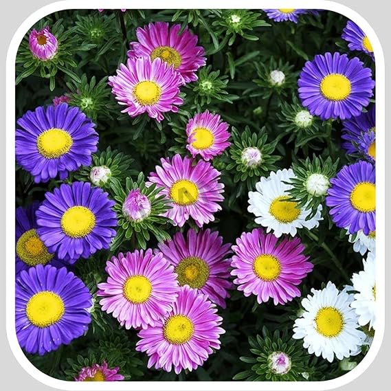 Aster China Flower Seeds for Planting – Wildflower Mix Heirloom Non-GMO High Germination Organic Garden Seeds