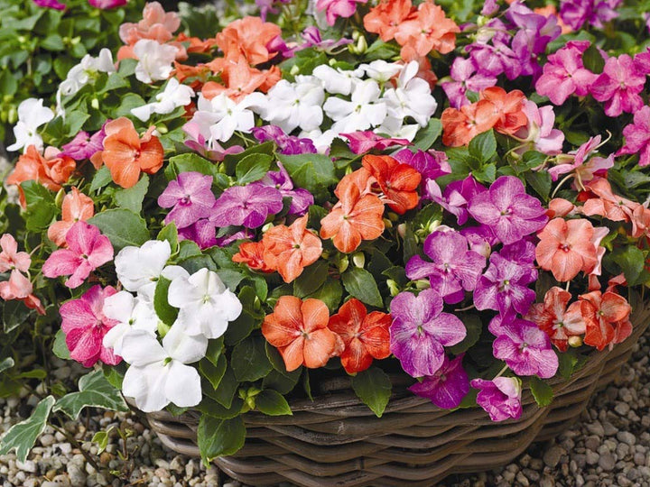 Pink Lizzie Flower Seeds for Planting – Vibrant Impatiens Seeds for Home Garden & Landscaping