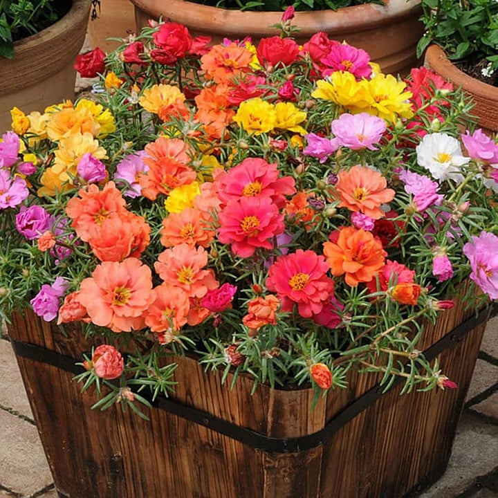 Portulaca Moss Rose Flower Seeds for Planting – Vibrant Colors, Heirloom &amp; Non-GMO Organic Garden Seeds