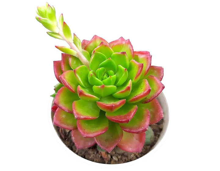 Green Red Succulent Flower Seeds – Heirloom, Non-GMO, Easy to Grow Organic Garden Seeds for Planting
