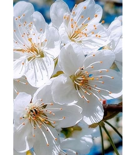 White Cerasus Perennial Flower Seeds for Planting – Heirloom, Non-GMO, Drought-Tolerant Garden Seeds