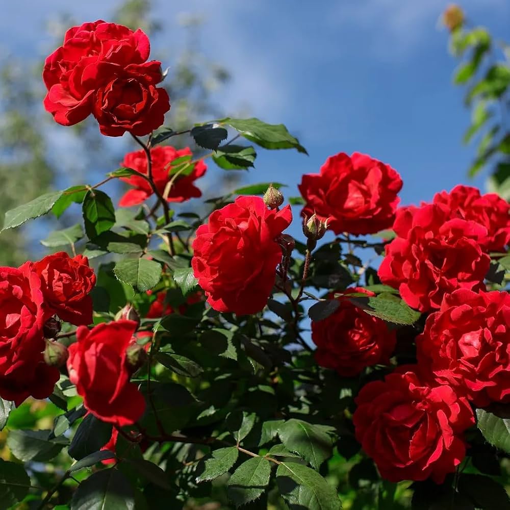 Red Away Rose Flower Seeds for Planting – Heirloom, Non-GMO, Sun-Loving High Germination Seeds