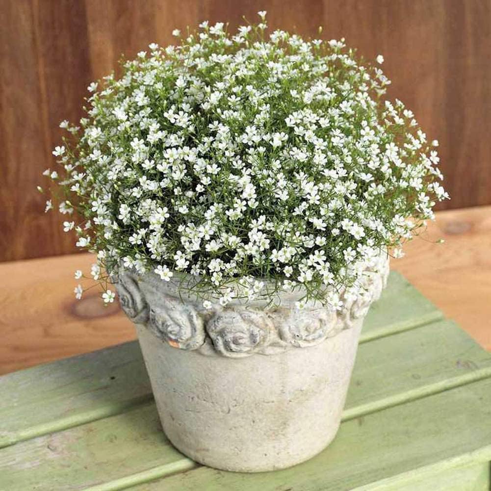 Flower Seeds, Seeds,Seeds For Planting,Plant Seeds