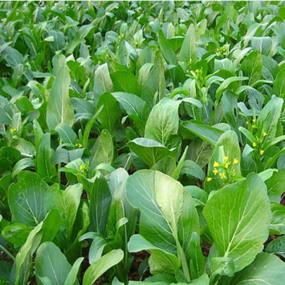 Yu Choy Chinese Cabbage Seeds for Planting – Heirloom, Non-GMO, Asian Leafy Vegetable – High Germination