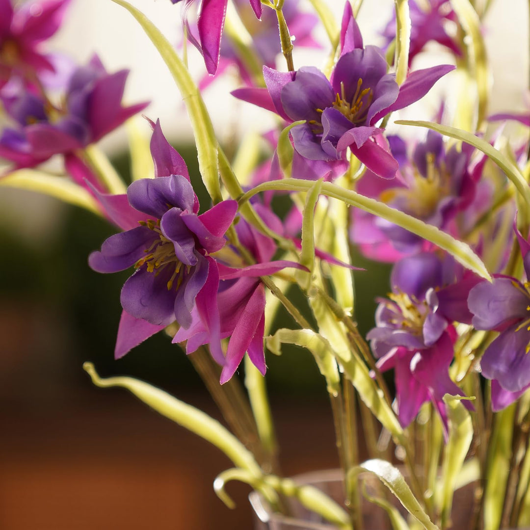 Purple Aquilegia Flower Seeds for Planting | Heirloom Non-GMO High Germination Organic Garden Seeds