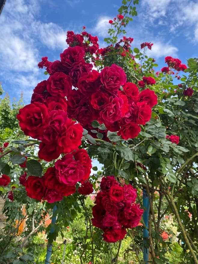 Maroon Climbing Rose Flower Seeds for Planting – Sun Loving Heirloom Non-GMO High Germination Organic Garden Seeds